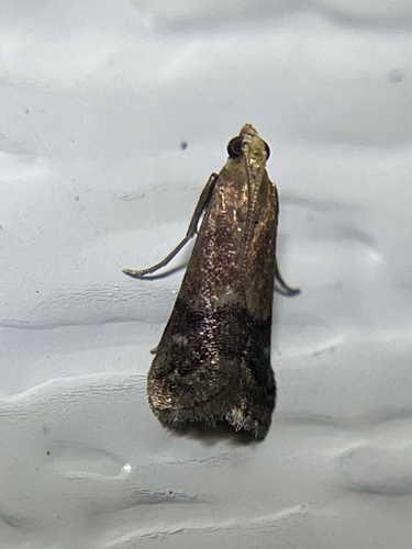 Broad-banded Eulogia Moth