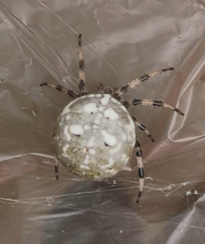 Four-spot Orbweaver