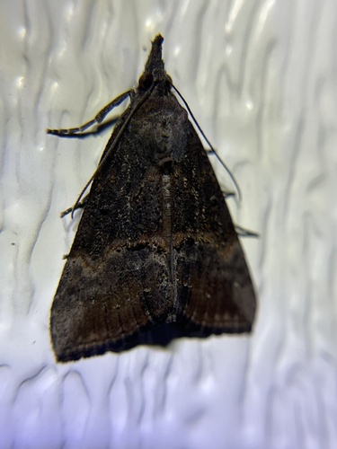 Green Cloverworm Moth