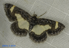 Heliomata cycladata