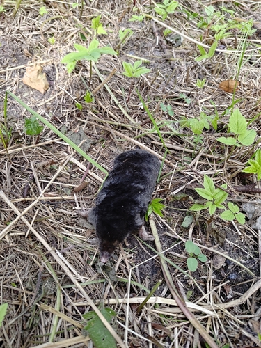 European Mole
