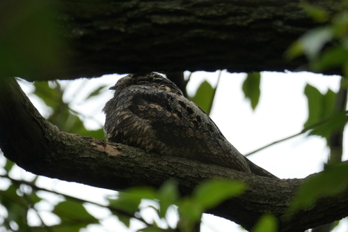 Gray Nightjar