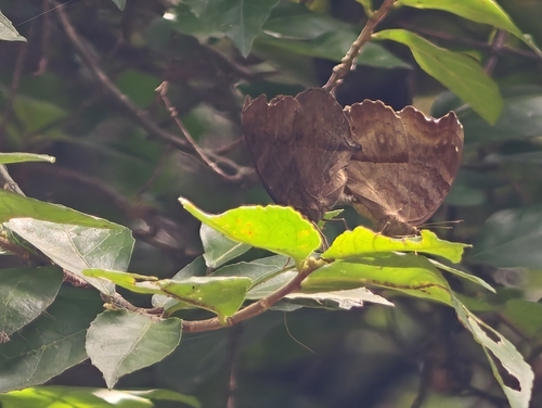 Chocolate Pansy