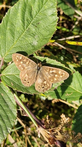 Speckled Wood
