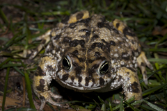 Vandijkophrynus angusticeps