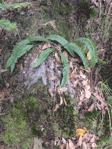 deer fern