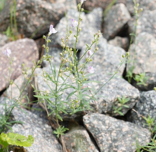 Linaria repens, photograph 6