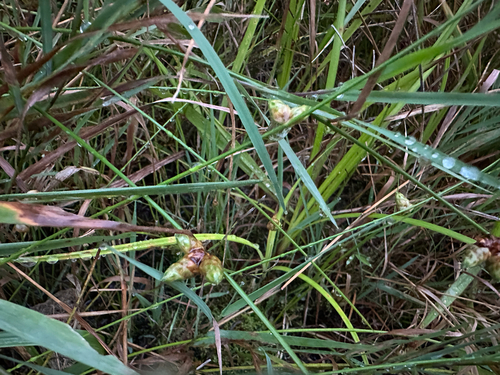 Schoenoplectiella juncoides observed 2026-09-19