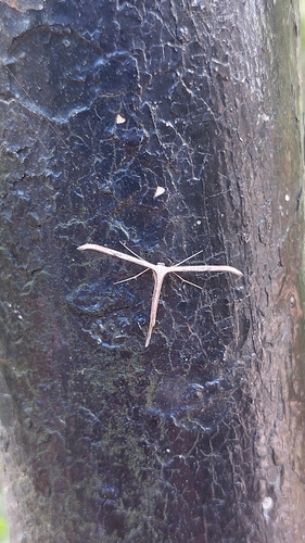 Morning-glory Plume Moth