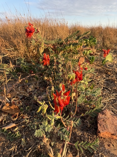 Sturt's Desert Pea