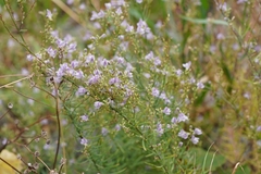 (c) Brenda Black, some rights reserved (CC BY) Linaria repens, photograph (c) Brenda Black, some rights reserved (CC BY)