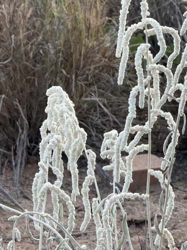 kapok bush