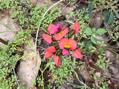 Coral Vine