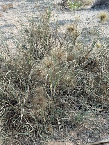 Spinifex longifolius observed 2026-09-20