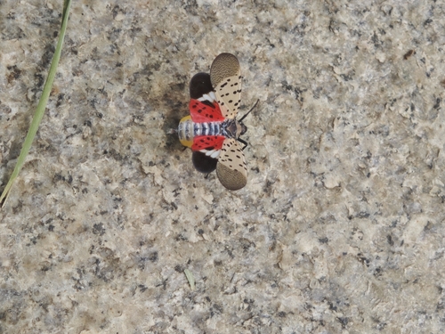 Spotted Lanternfly