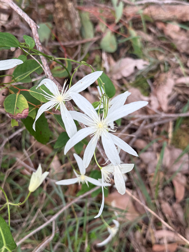 Common Clematis