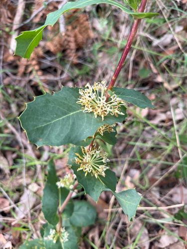 prickly hakea