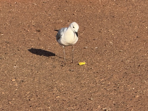 Silver Gull