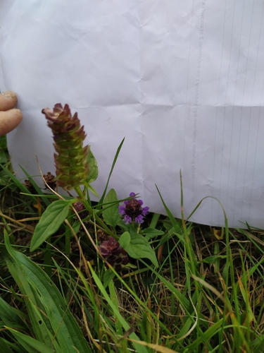 common selfheal