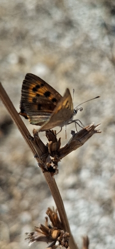 Small Copper