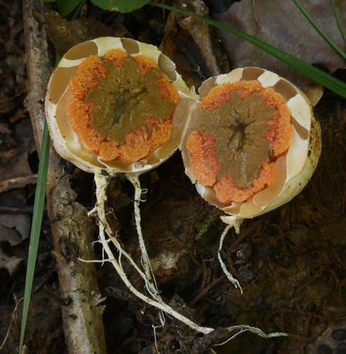 red-cage fungus