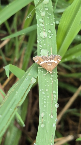 Hawaiian Beet Webworm Moth