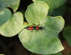 Paederus schoenherri