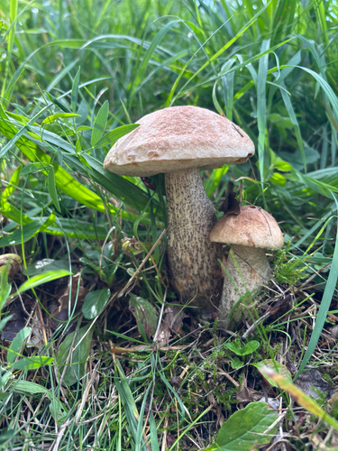 Brown Birch-bolete