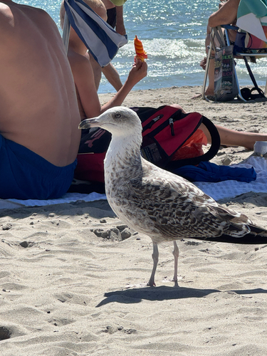 Yellow-legged Gull