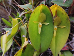 Pleurothallis apopsis