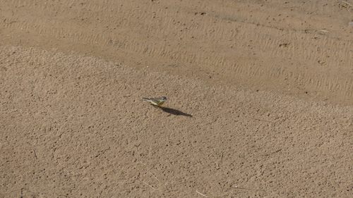 Western Yellow Wagtail