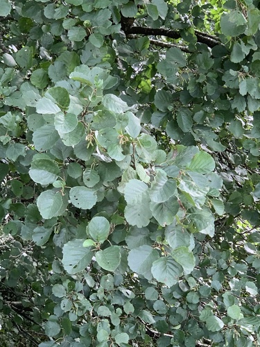 common alder
