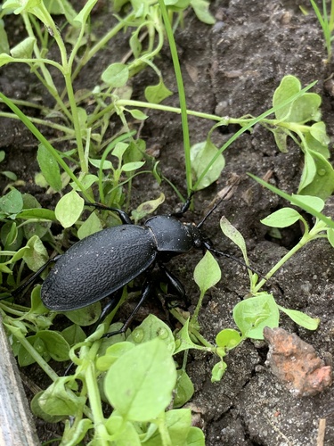 Leather Beetle