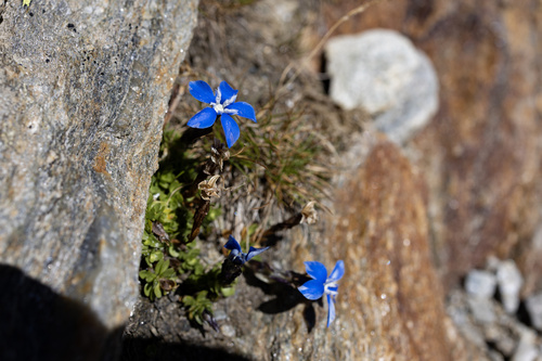 Gentiana bavarica, photograph 1