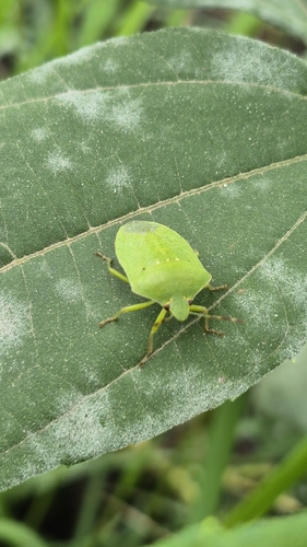 Southern Green Stink Bug