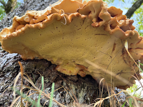 chicken of the woods