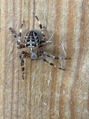 Cross Orbweaver