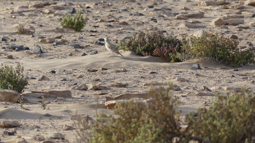 Greater Hoopoe-Lark
