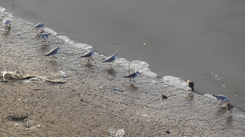 Sanderling