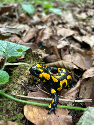 Fire Salamander