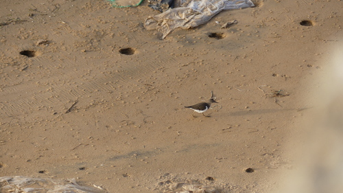 Common Sandpiper