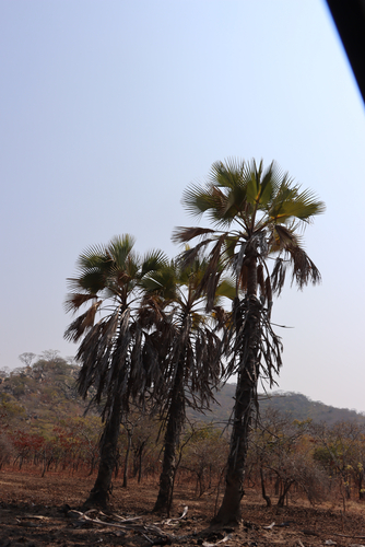 Makalani Palm