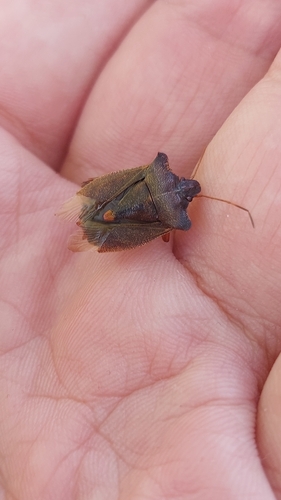 Forest Bug