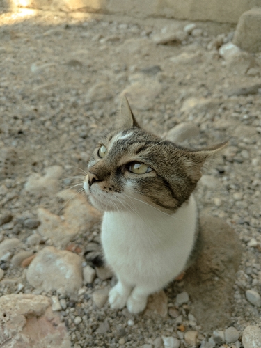Domestic Cat