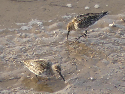 Dunlin