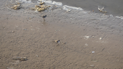 Common Ringed Plover