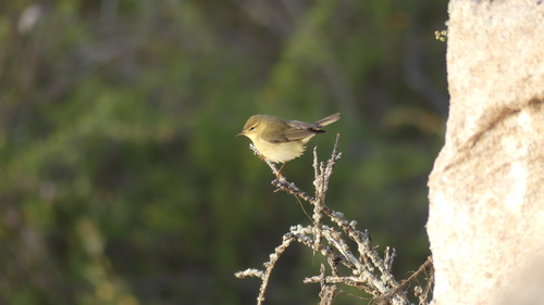 Willow Warbler
