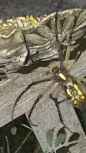 Yellow Garden Spider