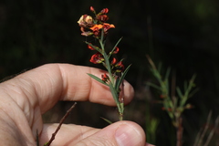 Daviesia ulicifolia, photograph (c) Greg Tasney, some rights reserved (CC BY-SA)