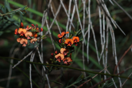 Daviesia ulicifolia, photograph 3